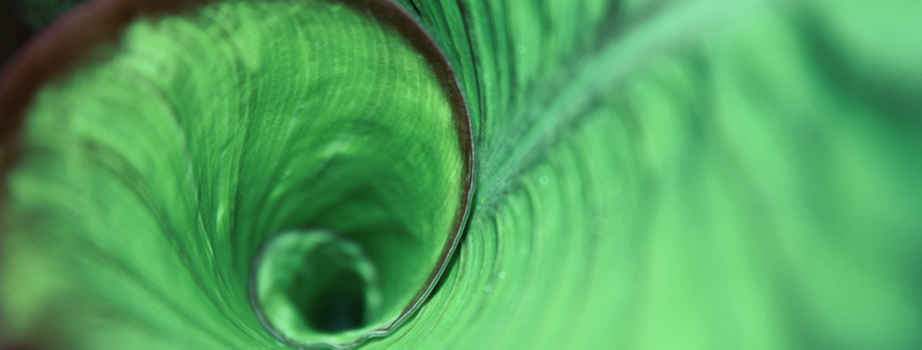 Ce design présente un fond d'art abstrait en couleur vert clair, incorporant des graphiques de plantes feuillues.