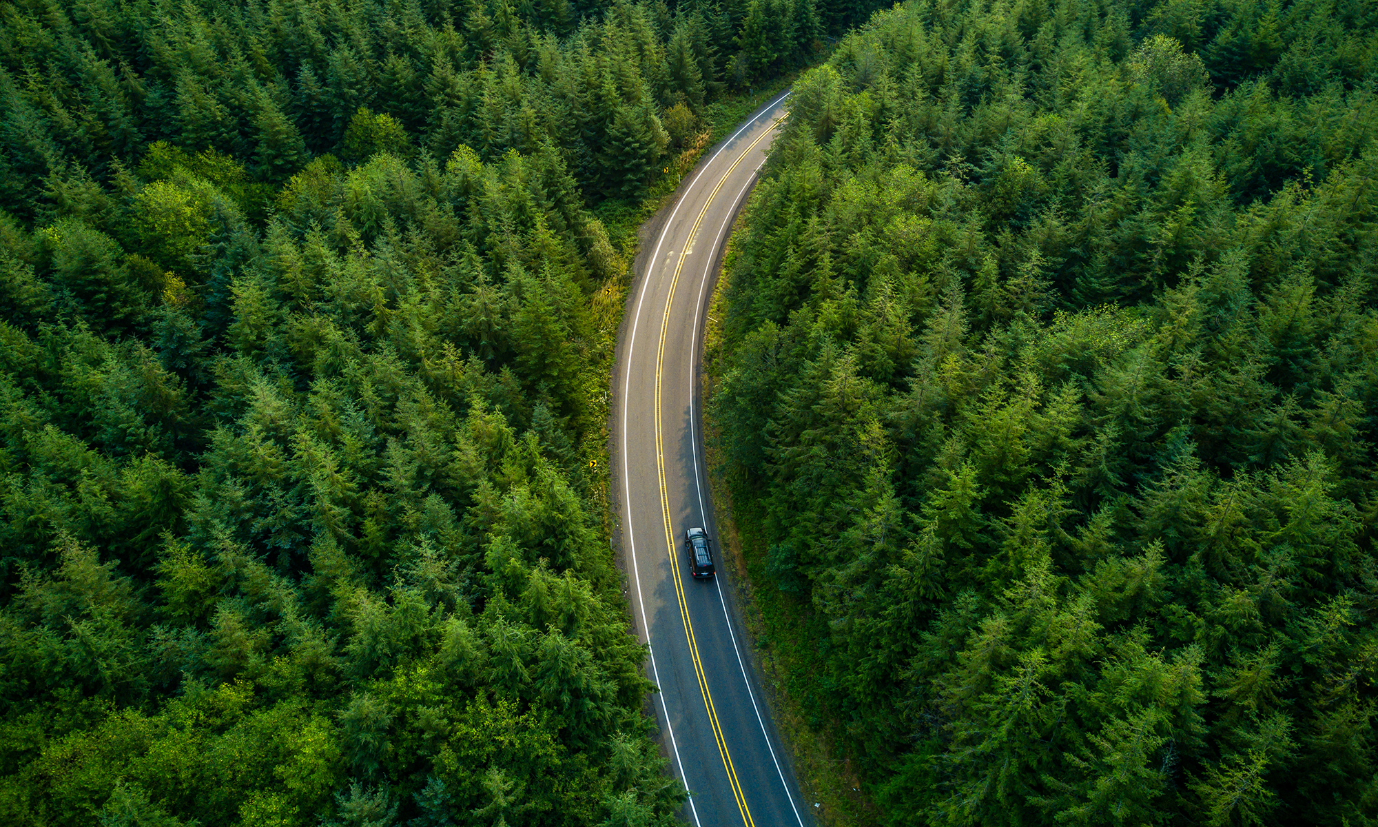 L'infrastructure de transport s'intègre harmonieusement dans le paysage forestier luxuriant, mettant en vedette une canopée verte d'arbres et un pont d'autoroute bien entretenu.